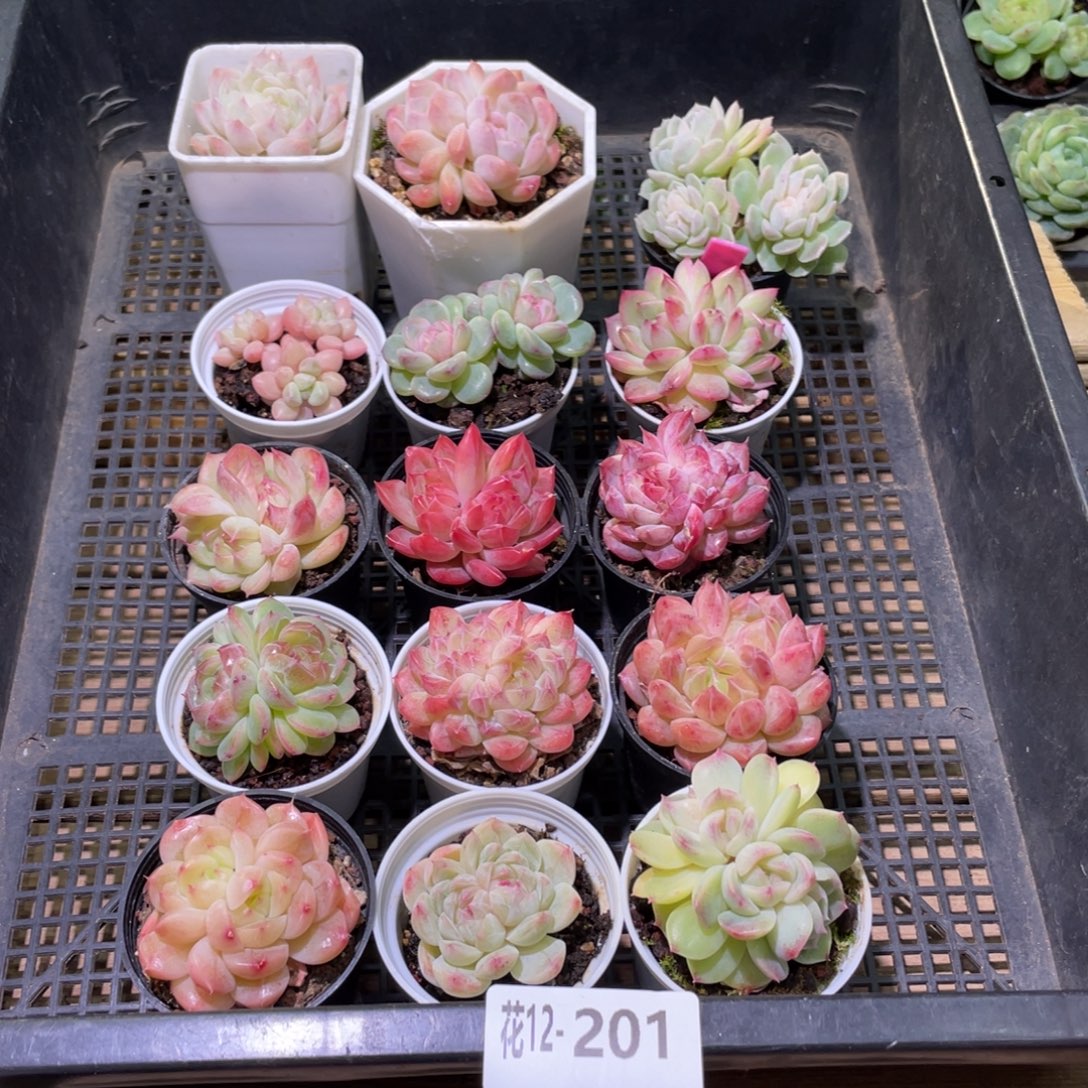 花利美12-201框拍16颗