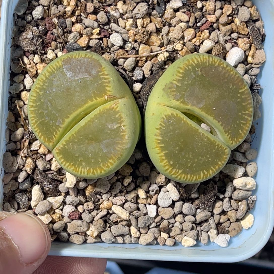 ￴***生5967双头绿光阳专拍