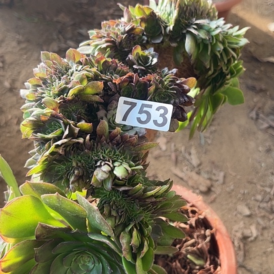 美***院多肉植物一个万追753