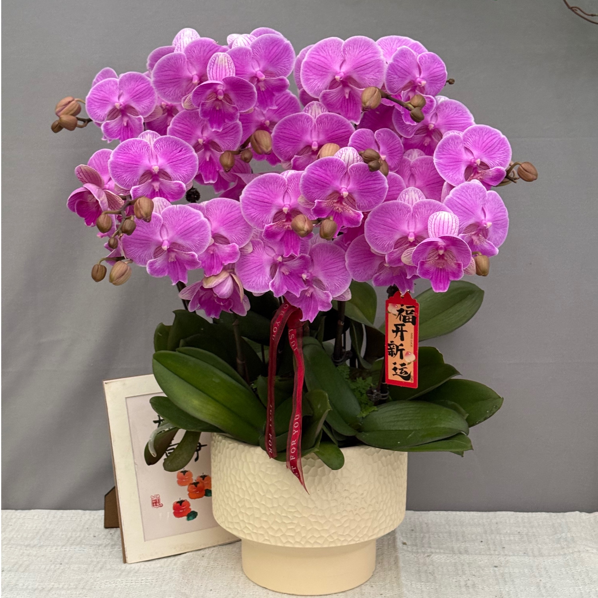 悦己《爱丽丝-蝴蝶兰》鲜花  北欧风 好养花期长 年宵花 室内欣赏