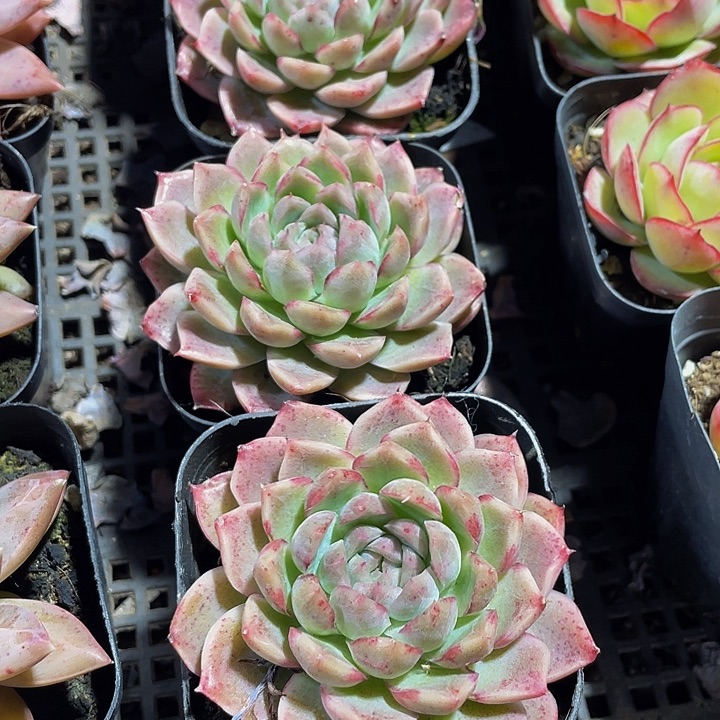 琼浆2.8带盆土发货