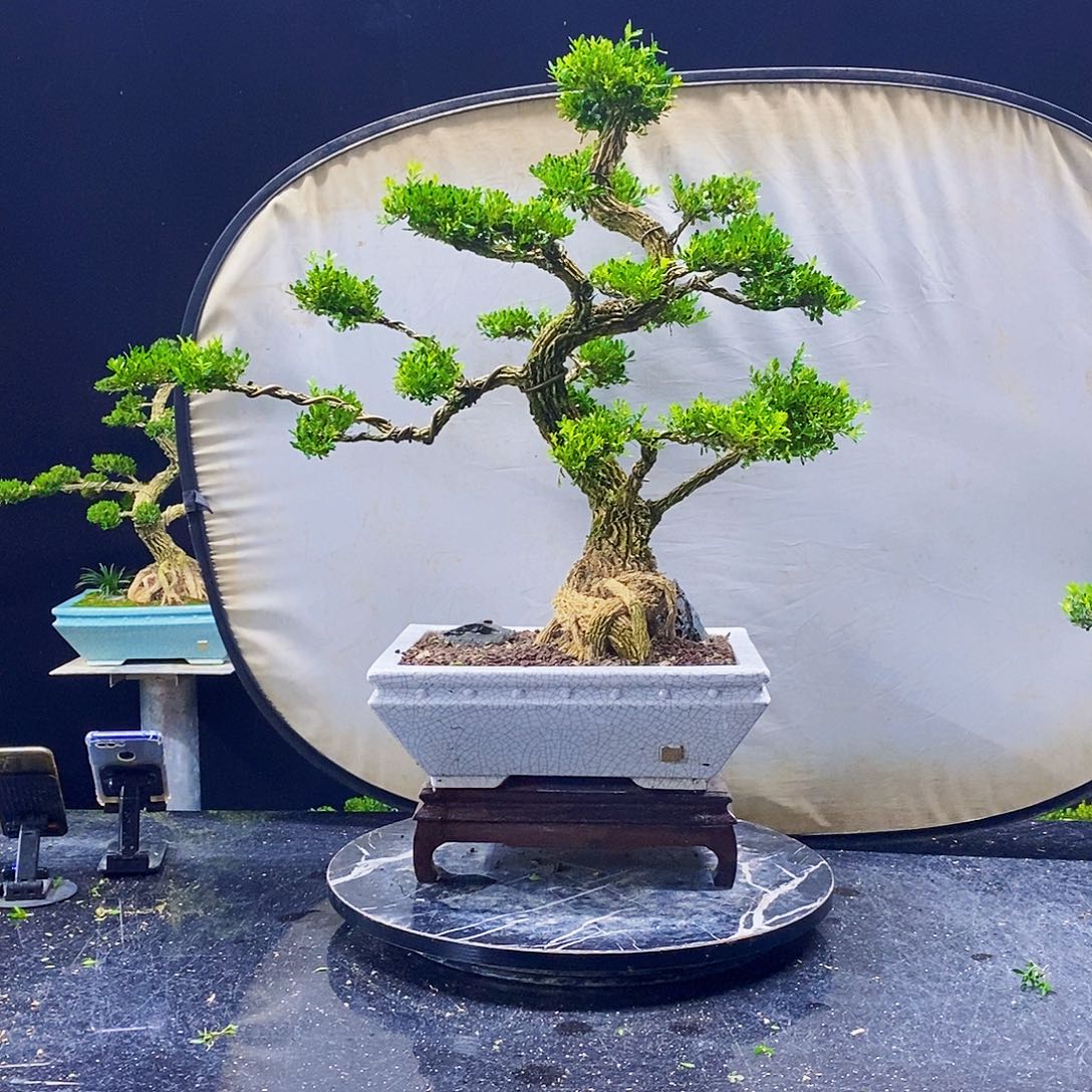 无花朵黄杨盆景造型