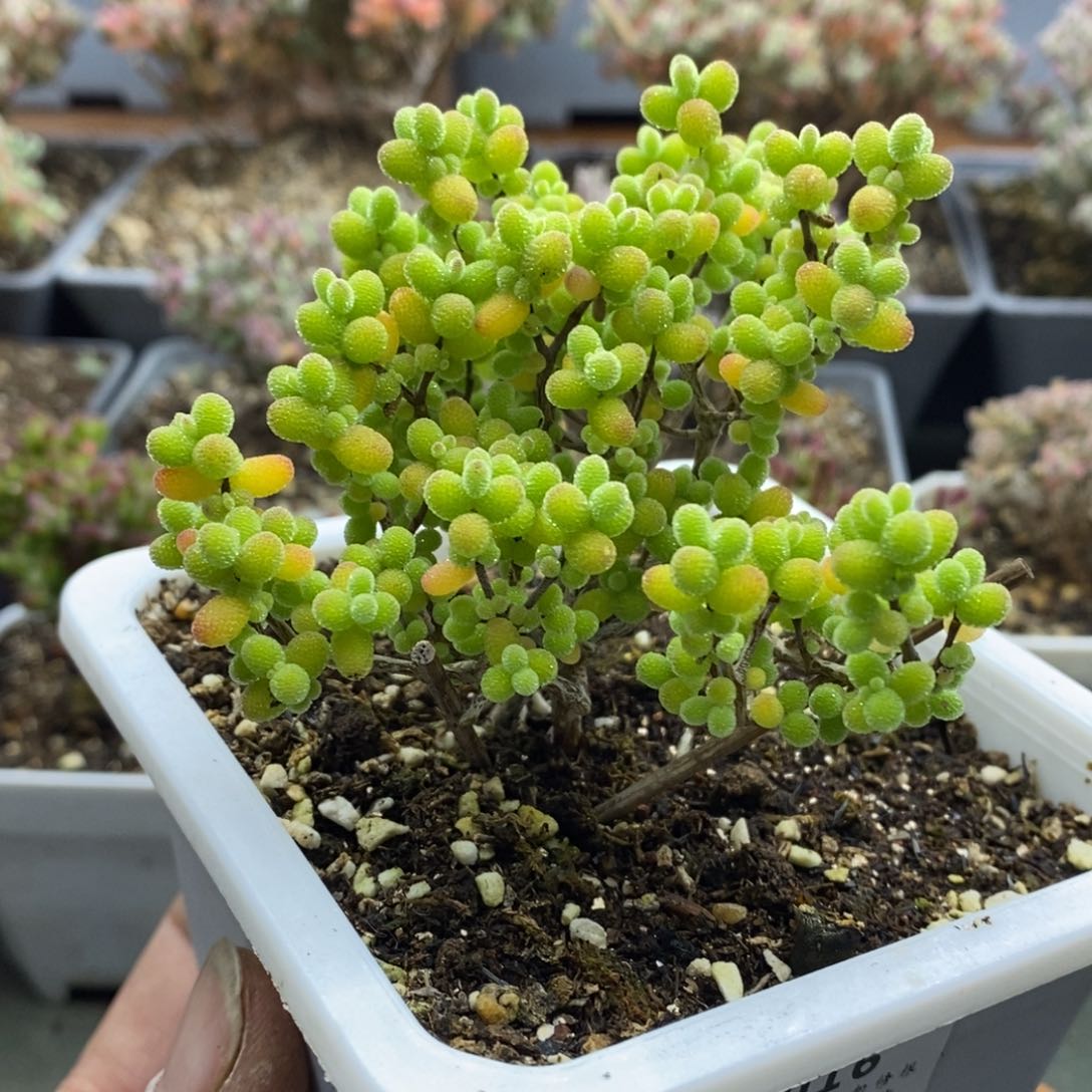 016金桔糖球枝干番杏