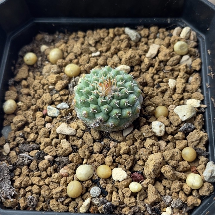 赤花菊水        实生根