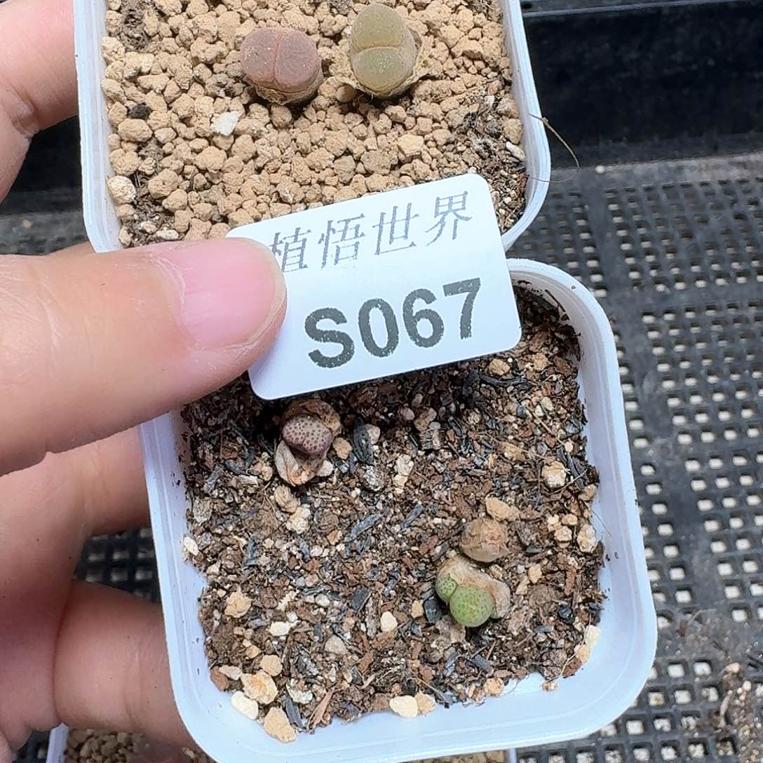 多肉植物多肉植物哇f