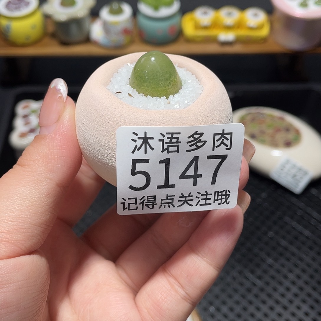 呆***麻带盆土植物 一物一拍5147