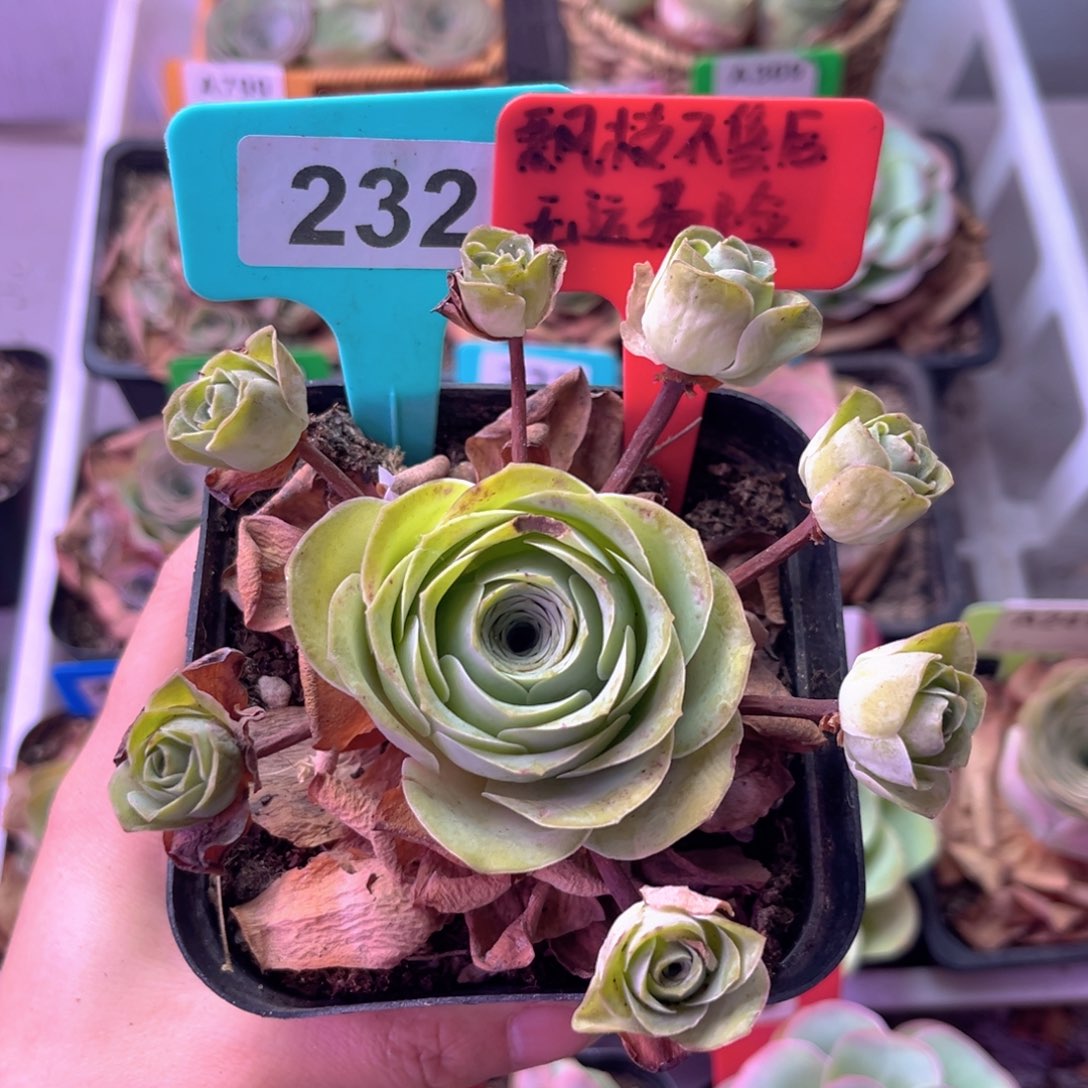 飘枝玫瑰群一物一拍232 裸根发