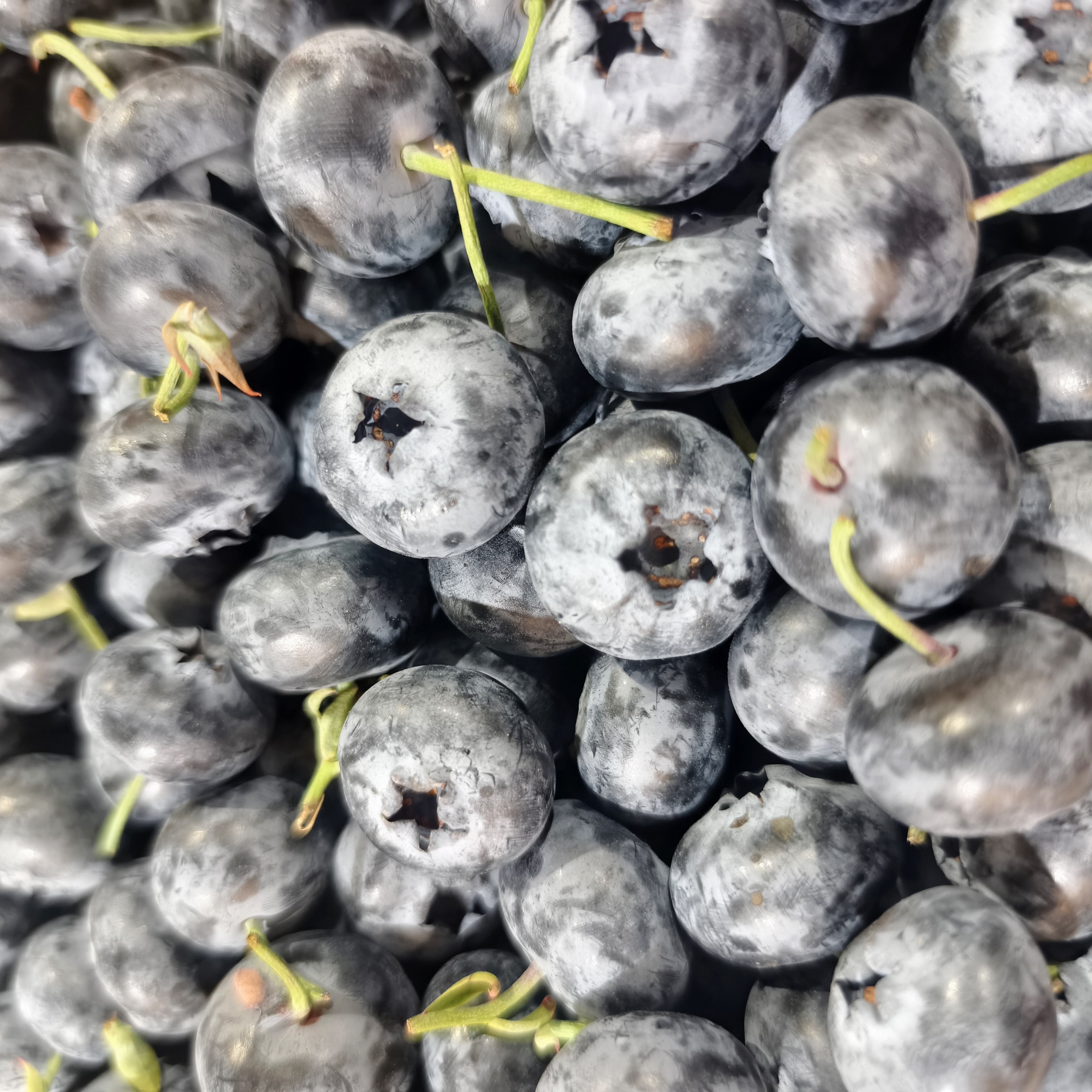 原生态蓝莓多规格一盒净重2斤左右起拍