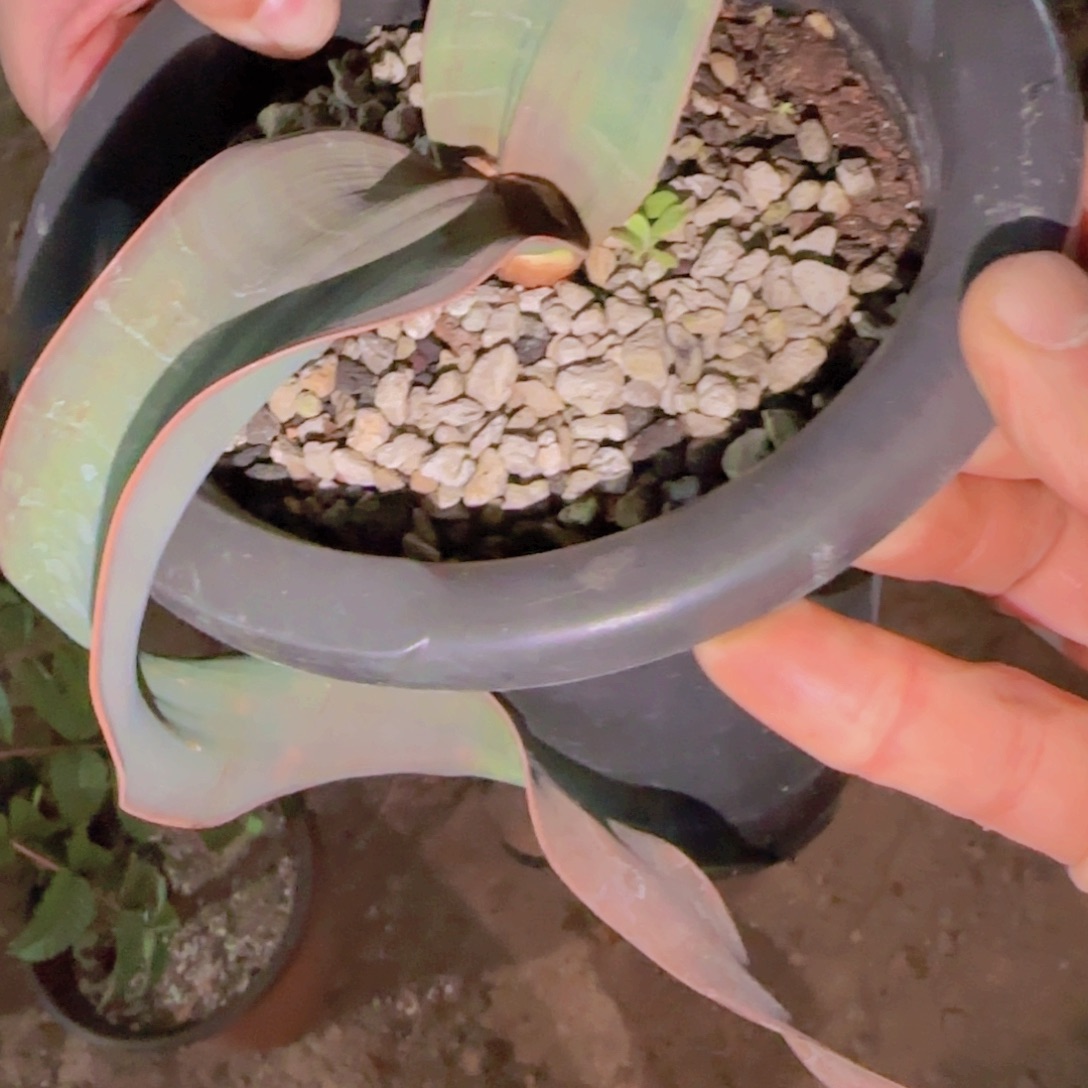 w***s块根植物块根植物