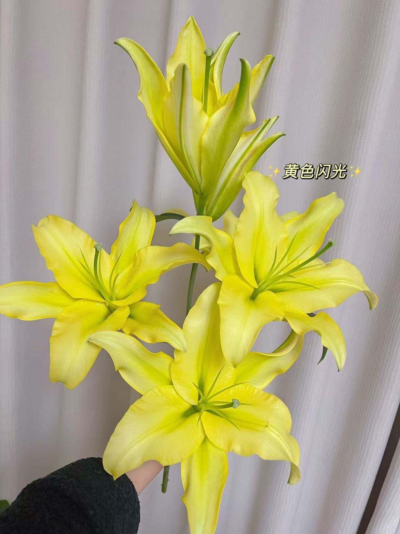 【小雨家黄色闪光】优质香水百合（稀有品）注:拒收不售后）