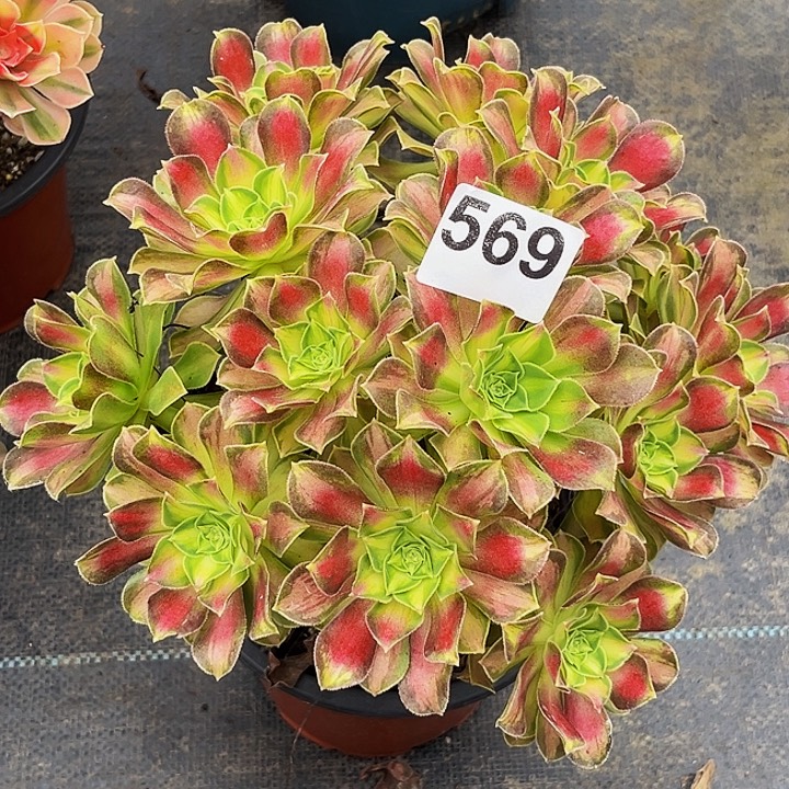 珠***珠569韶华法师锦福利价老桩