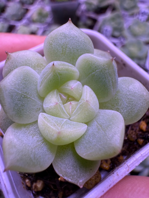 甜心16多肉，影子