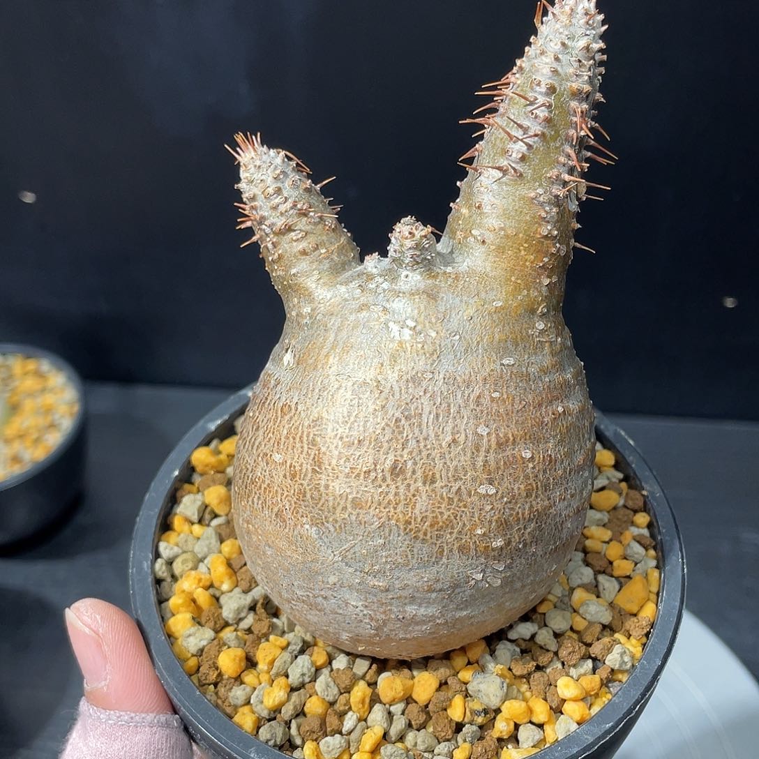 象牙宫老家6.7公分