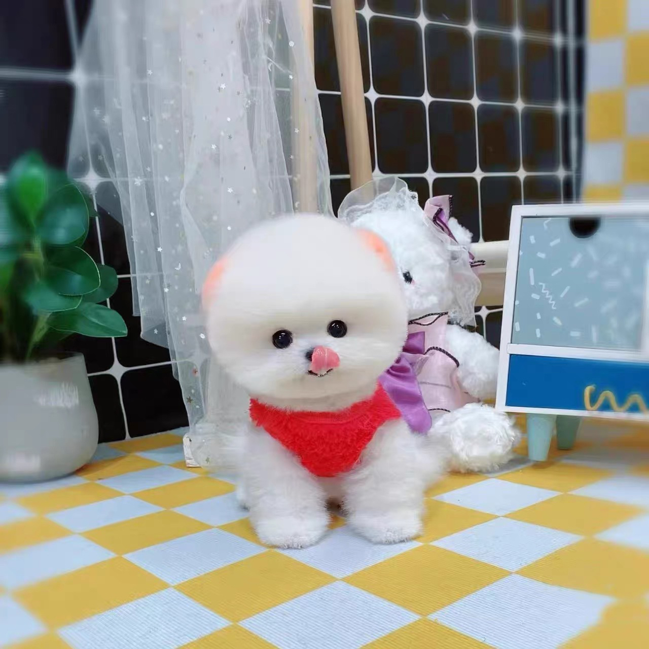 纯种博美幼犬比熊幼犬茶杯犬小型可爱迷你长不大活体俊介犬宠物