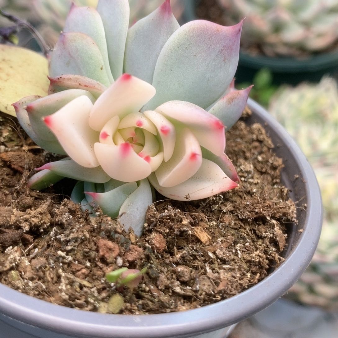 130锦锦锦锦锦锦锦