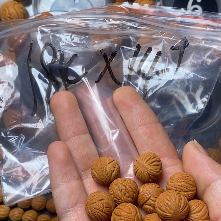 木质类秦岭山桃核