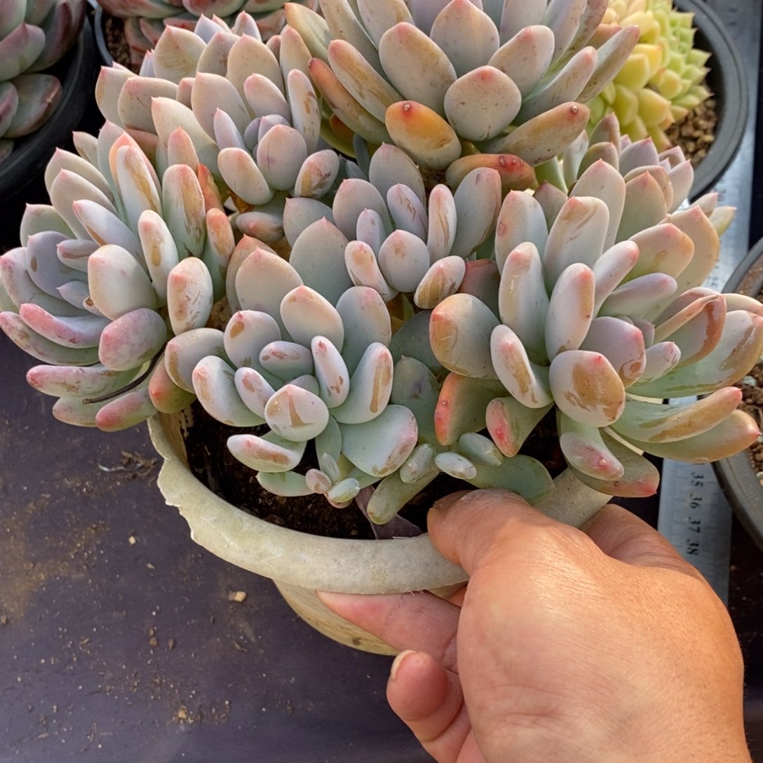 两单包邮1231-126灰姑娘