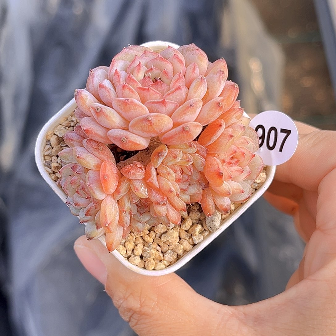 907 放漏 新品珍妮 满18包邮