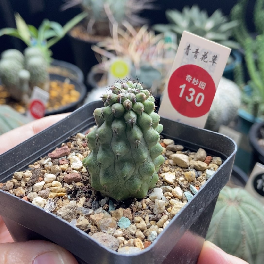 自根龙爪球松风玉一颗