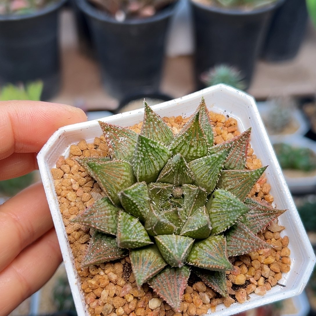 铭品寿硬叶十二卷一颗