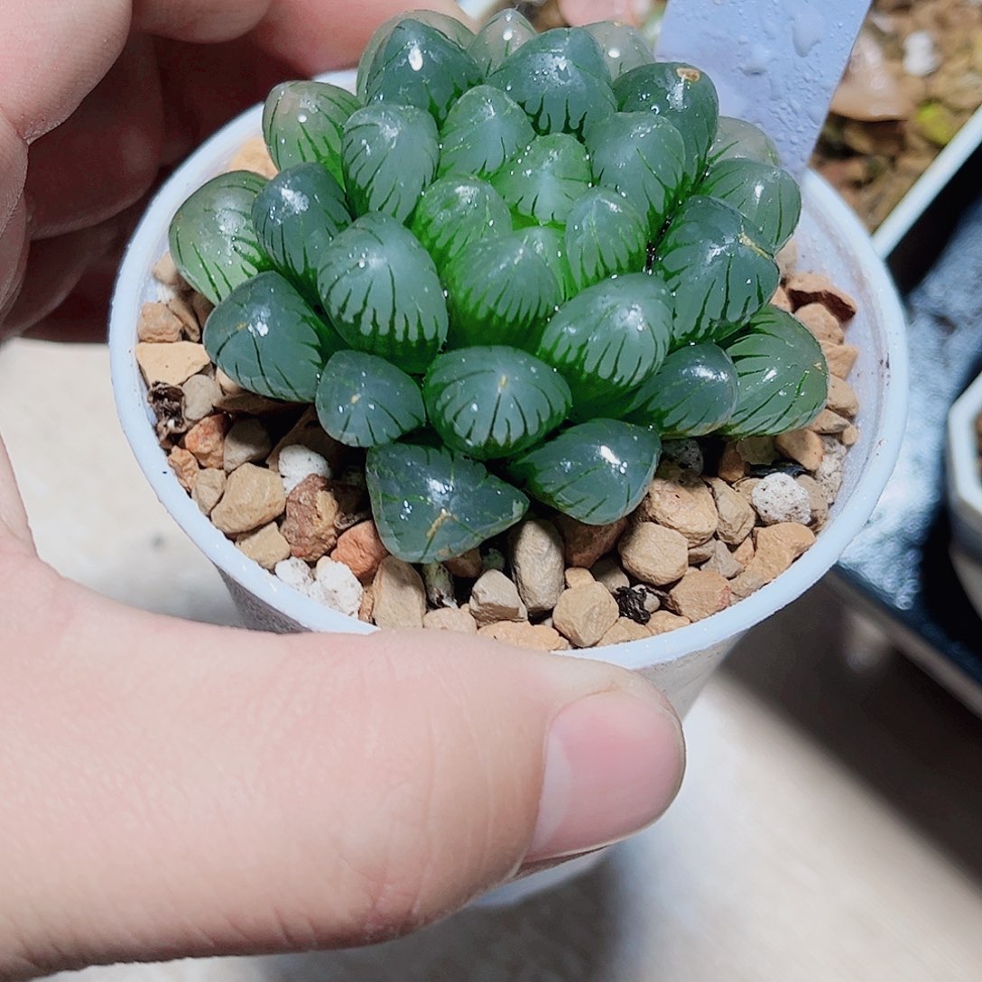 冰灯雨露新手好养