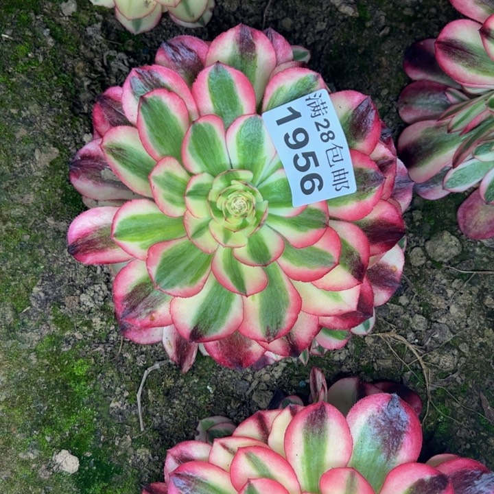 1956南倾城多肉植物