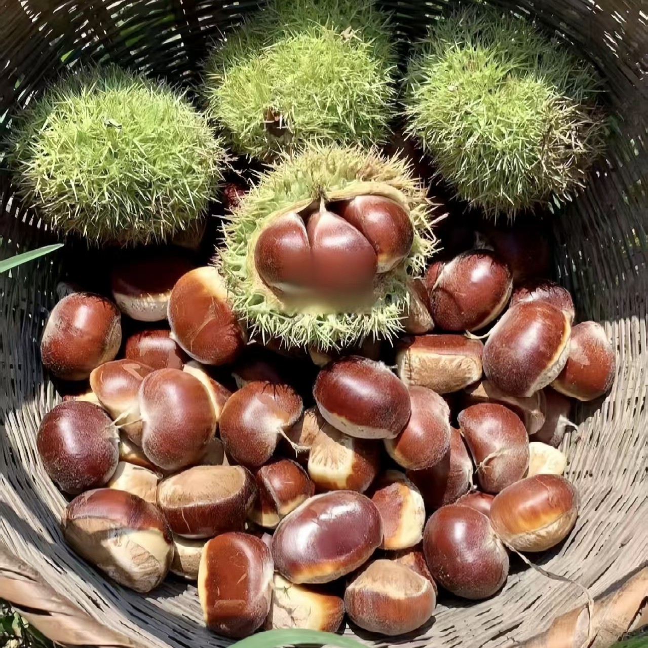 【助农专属】高山新鲜板栗子清甜粉糯大小混装发货坏果包赔