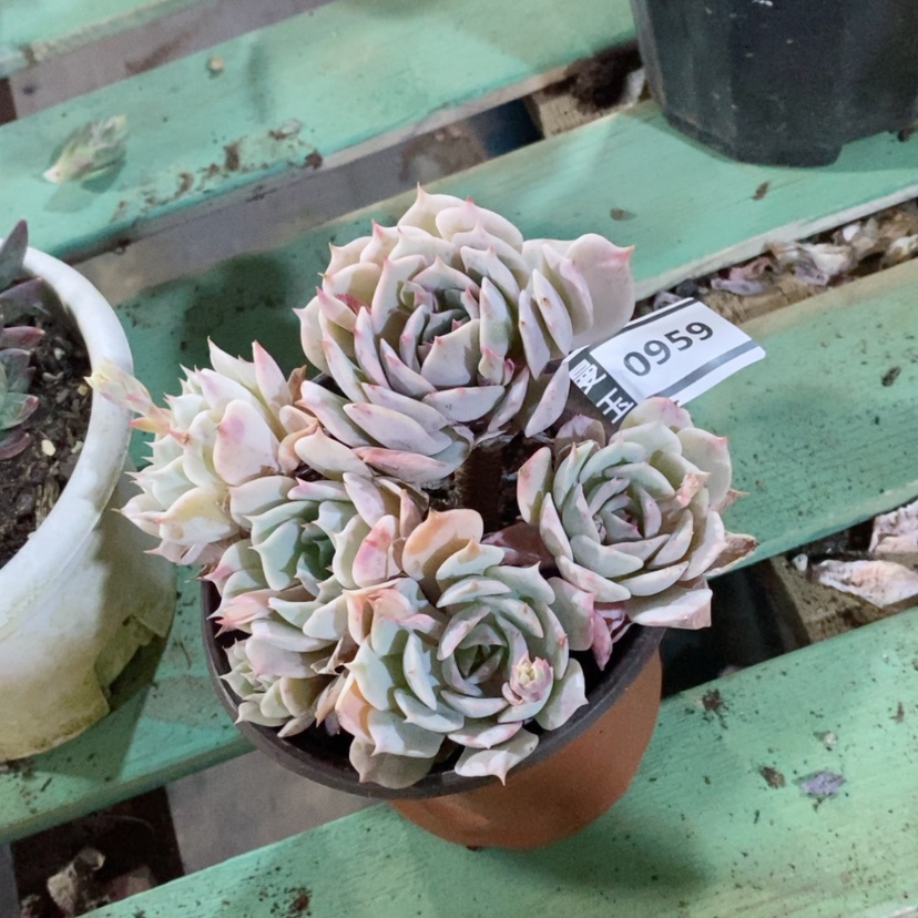 【闪购商品】露娜莲0959