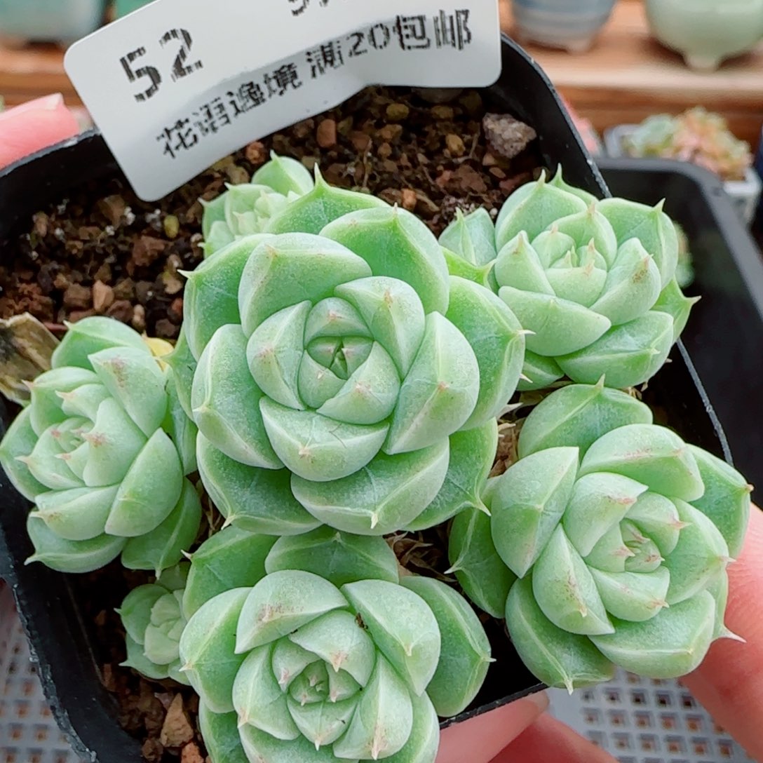 花语逸镜0930-52整