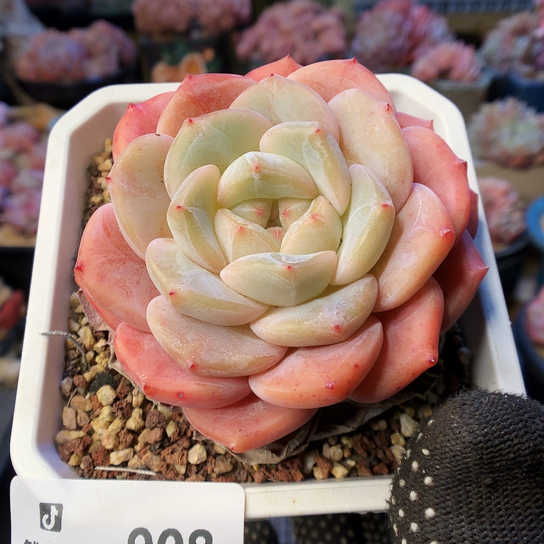 908糖心母本多肉植物6666