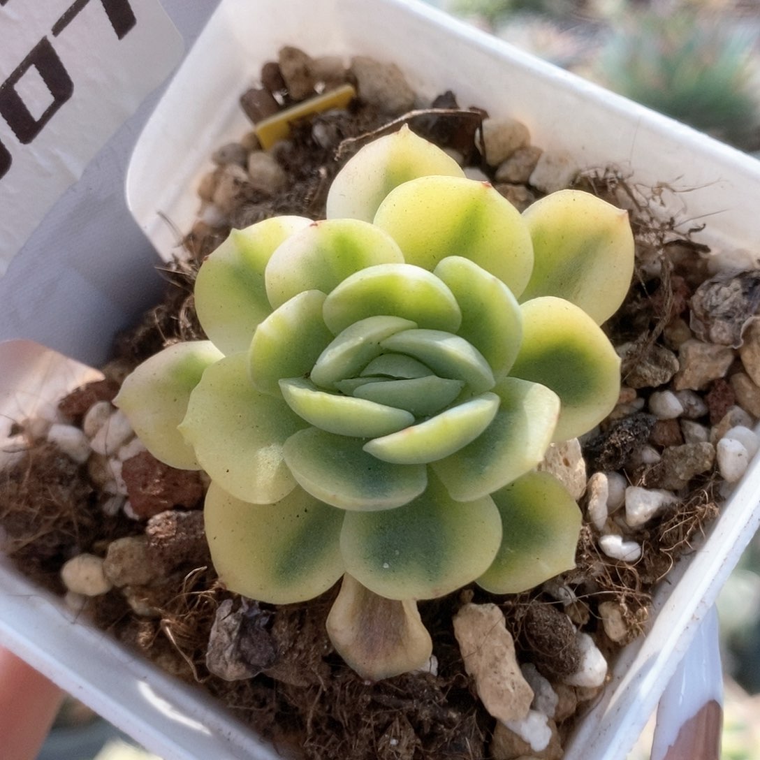 007不知名杂锦锦锦锦锦