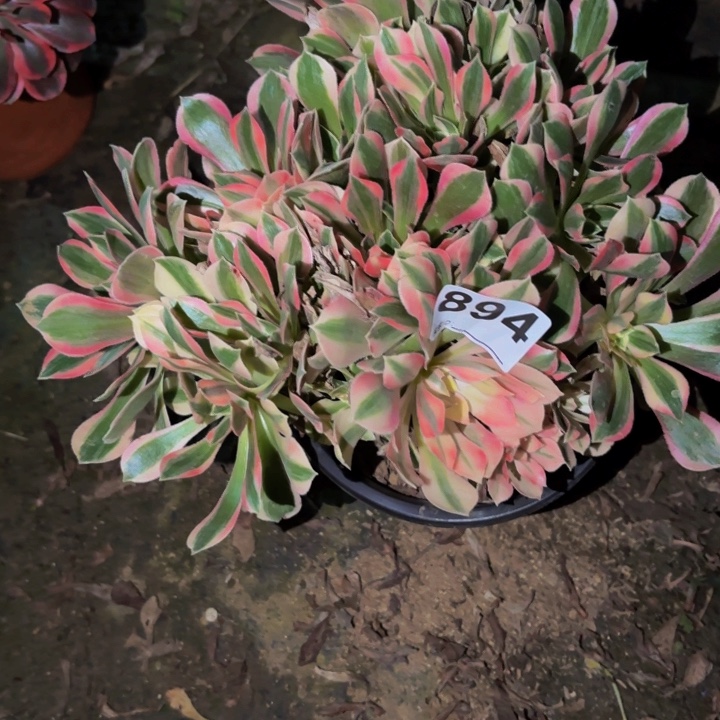 894糖果菊多肉植物不售后