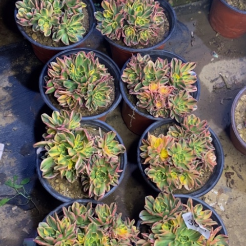 8盆多肉植物3877