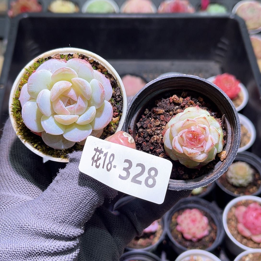 花18-328新品单头2颗