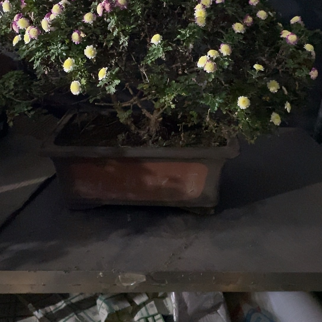 海***涯完全开放盆景菊花菊花