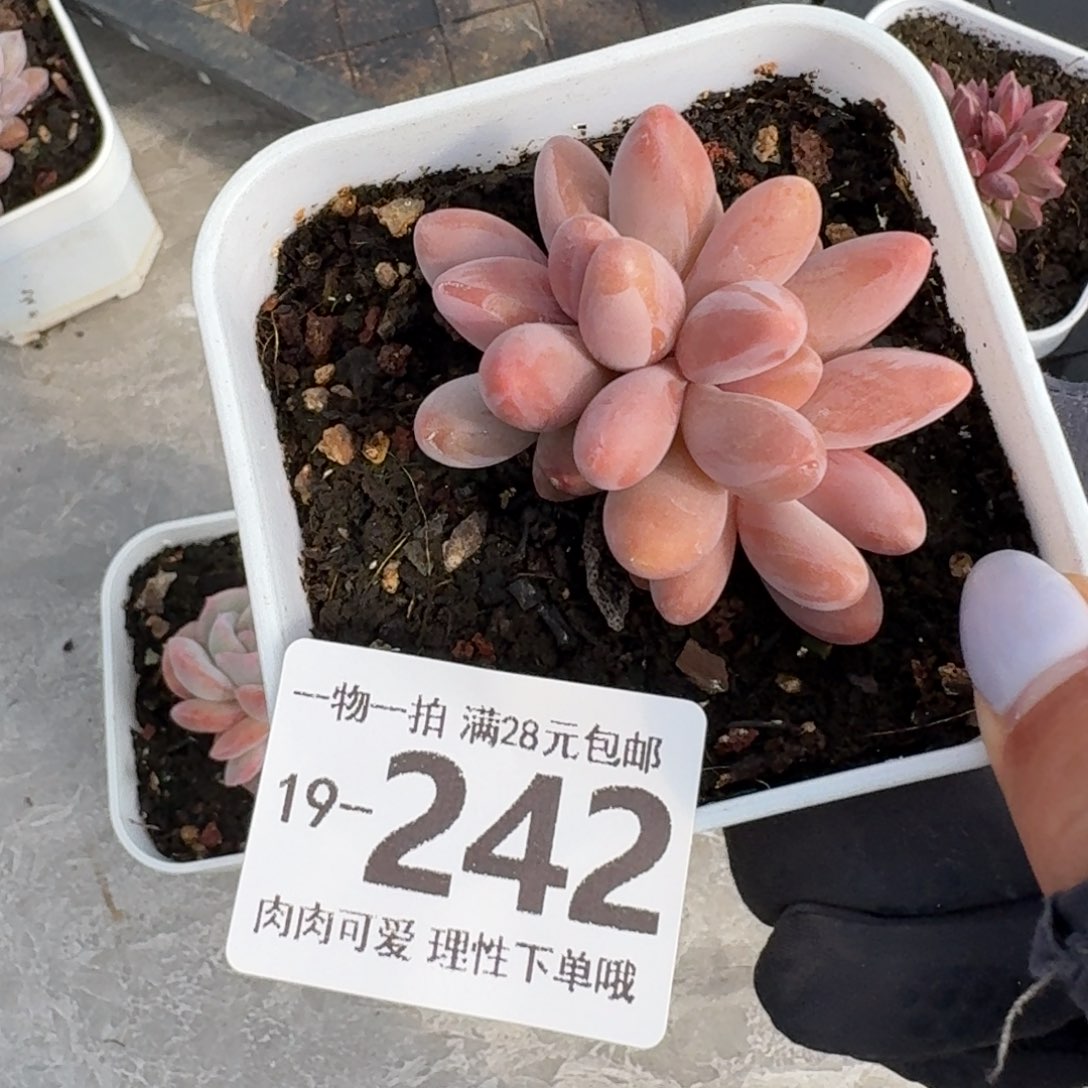 红手指无盆土发货无盆