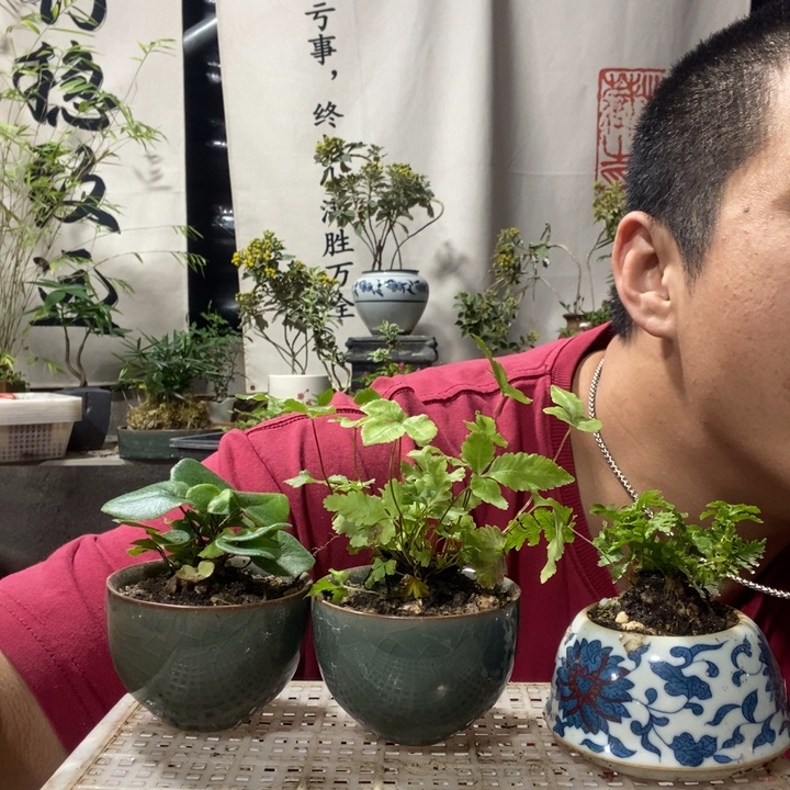 以实际为准盆景绿植绿植21