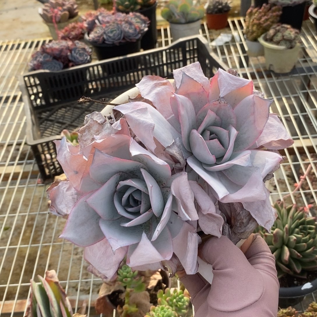 717广寒宫一物一拍