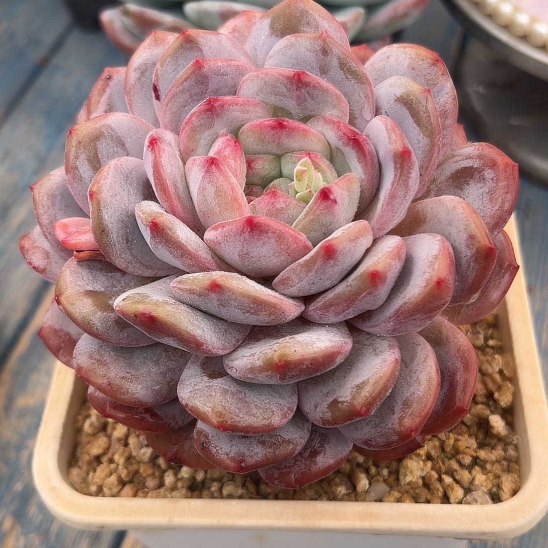 韩橙多肉植物一物一拍