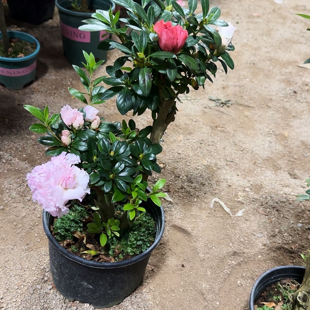 永***无花朵杜鹃盆景老桩