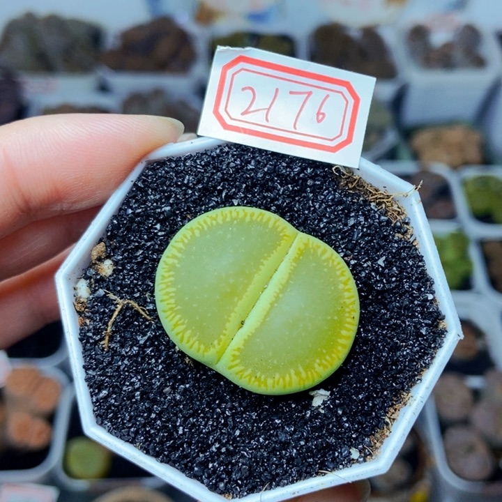 樱桃爱妃们的美肉