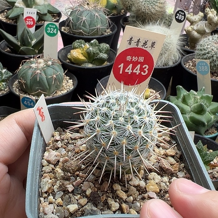 实生特选长刺白王丸2.8cm