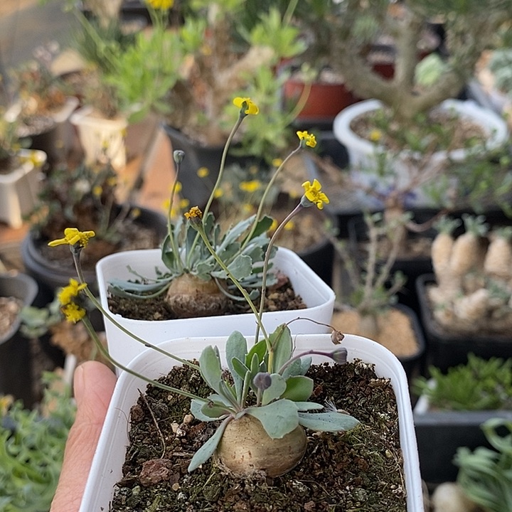 826小格加带盆2颗