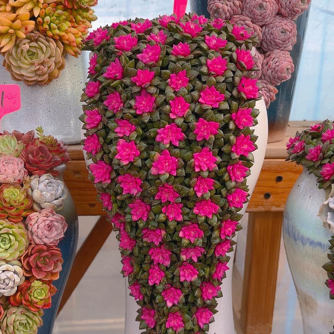 114紫心多肉花园组合