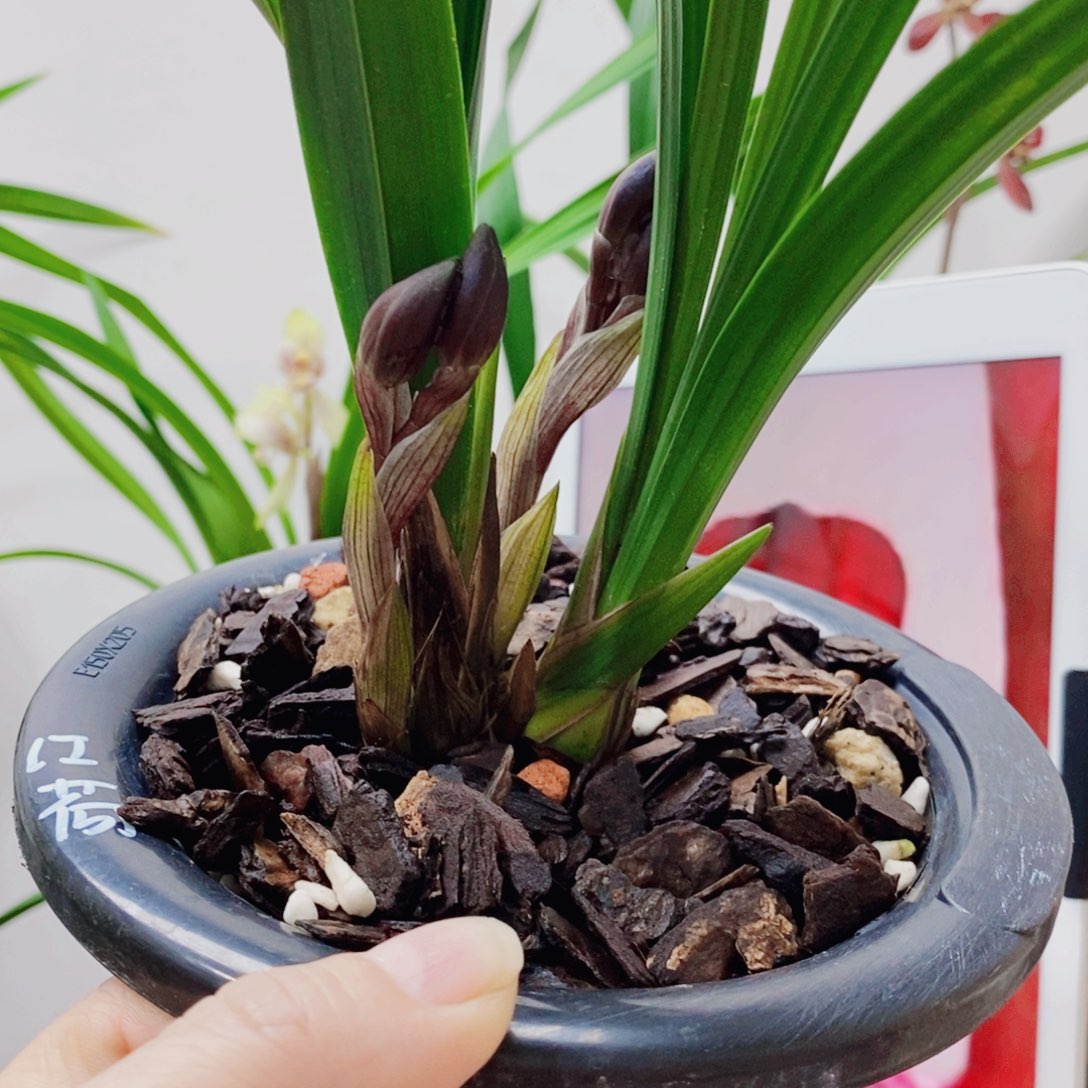 淡***世大部分花苞少量开放