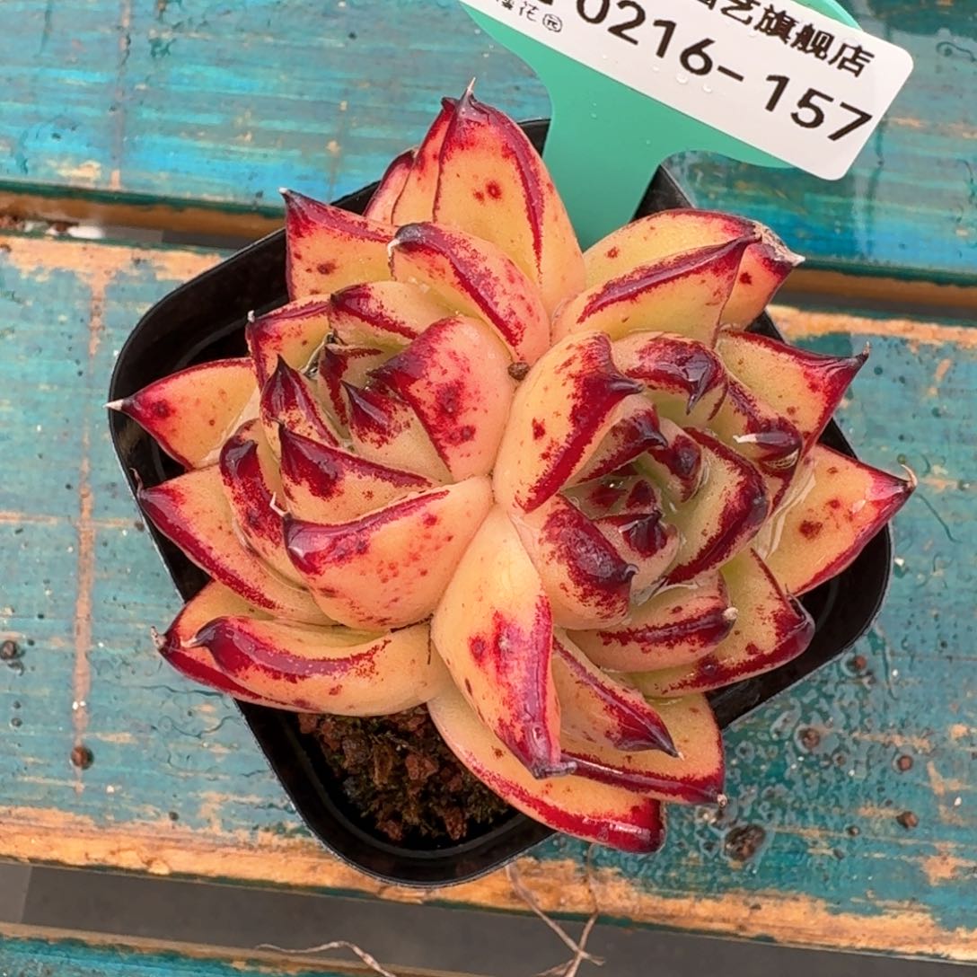 从前慢多肉精选编号0216.157