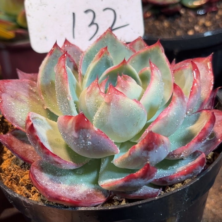 花脸惊鸿一物一拍包装收缩花旱132微瑕疵