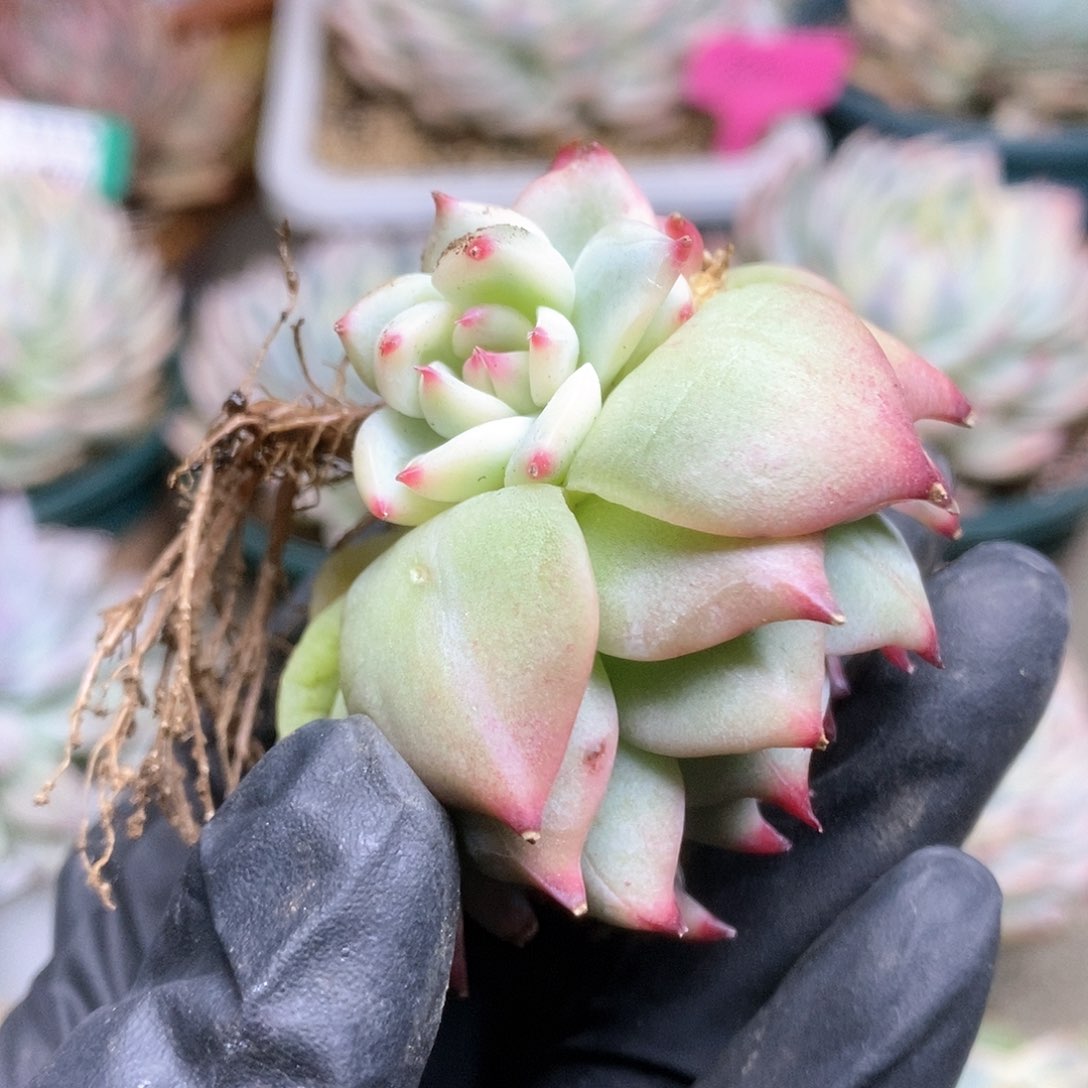 253锦锦锦锦锦锦锦