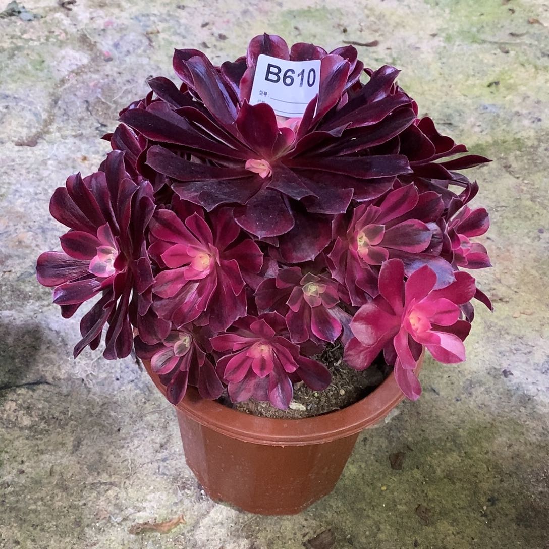 美杜莎多肉植物610