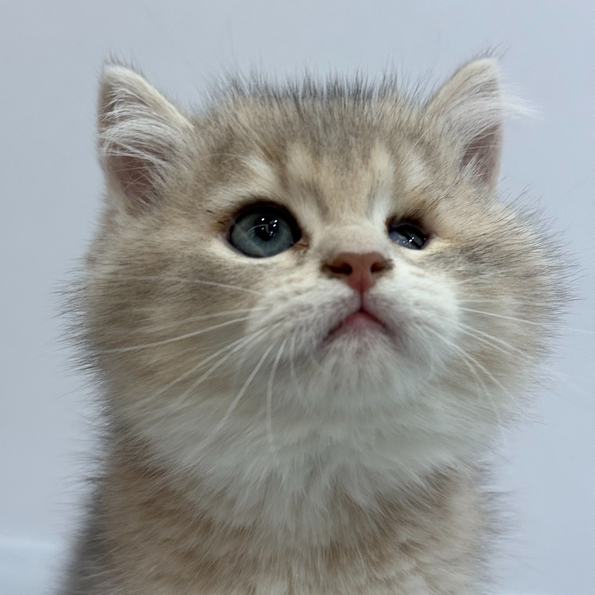 来了姊妹-蓝金英短猫-弟弟-55